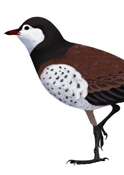 Hongshanornis