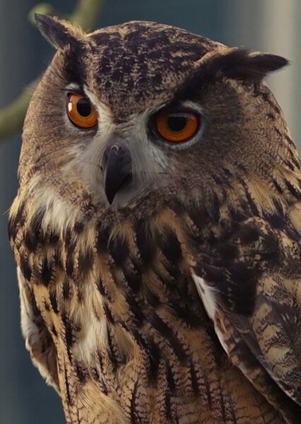 Hoot (Air buddies)
