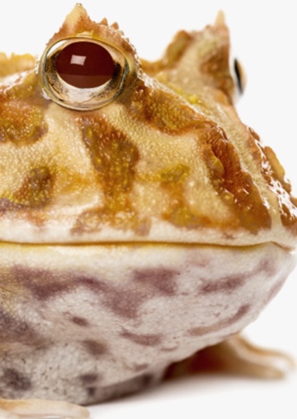 Horned Frog