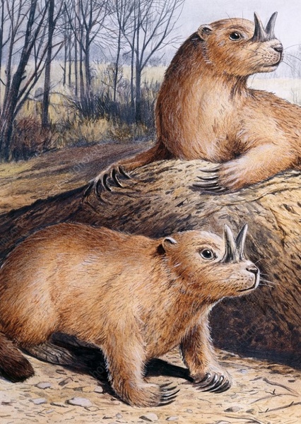 Horned Gopher photo