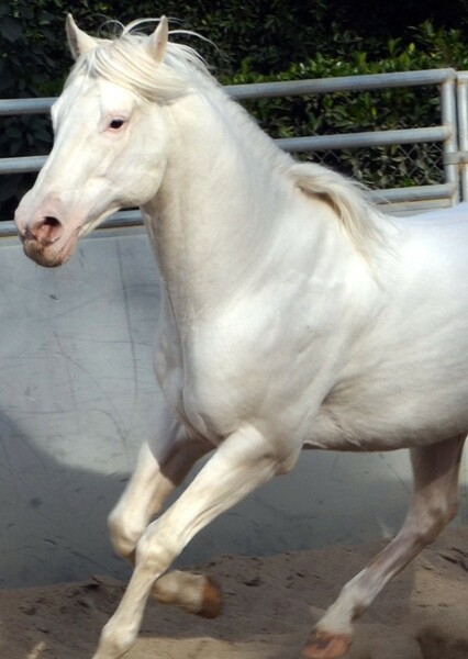 Comet The Super Horse