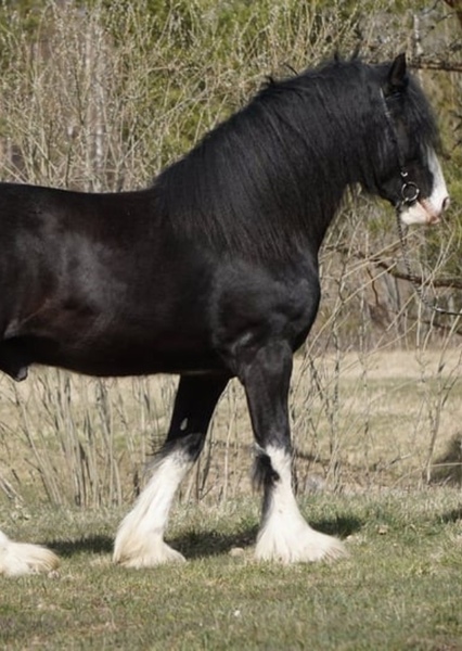 Horse