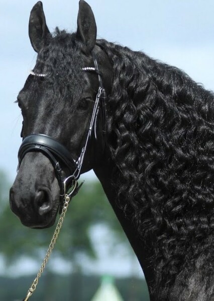 Horse (Animals)