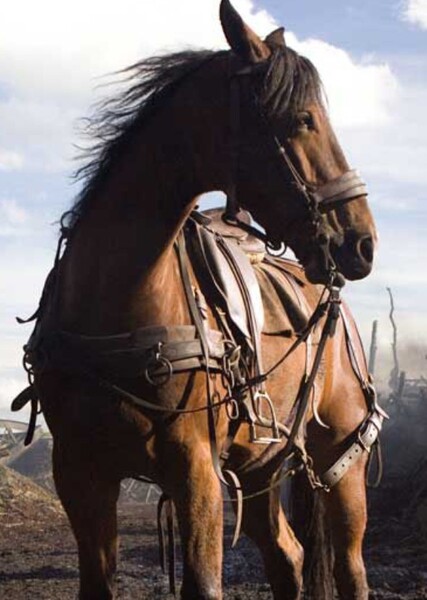 Horse (Animals)