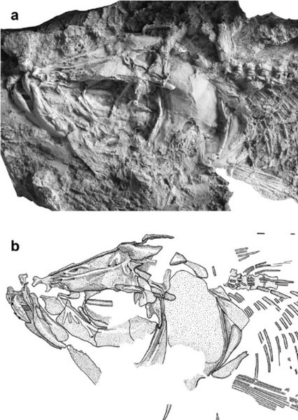 Horseshoeichthys