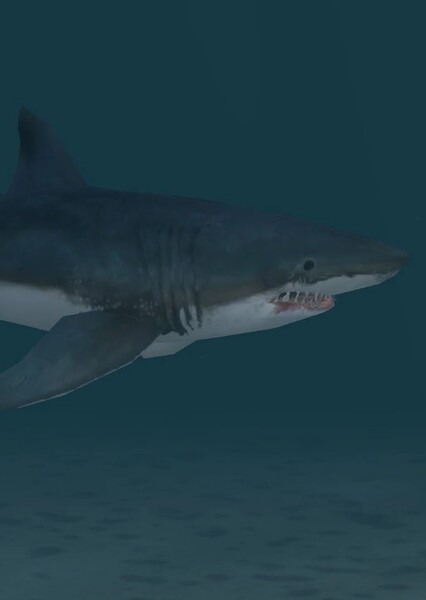 Hubbell's White Shark