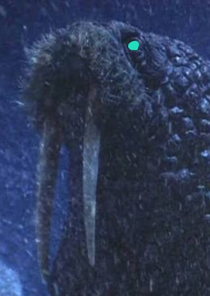 Maguma