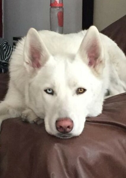 Husky