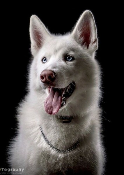 Husky photo
