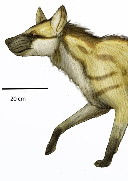 Hyaenictitherium