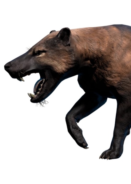 Hyaenodon photo