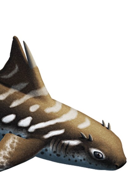 Hybodus