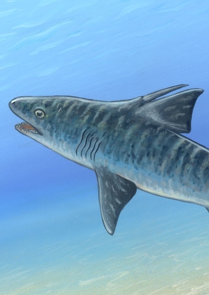 Hybodus photo
