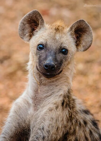 Hyena photo