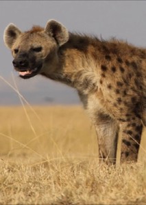 Photos of Hyena Sounds & Hyena Pictures ~ The Sound a Hyena Makes on