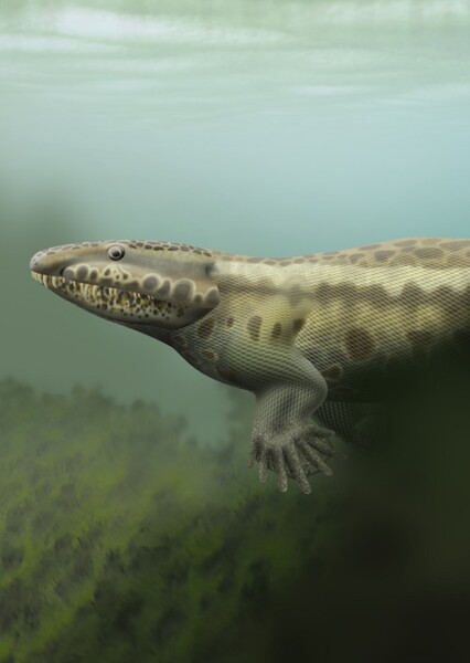 Hynerpeton