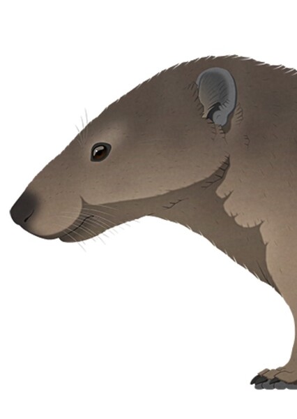 Hyopsodus
