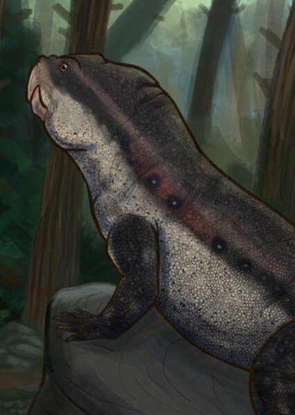 Hyperodapedon photo