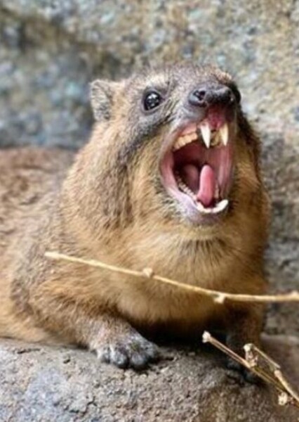 Hyrax