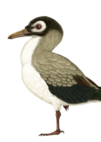 Iacerornis