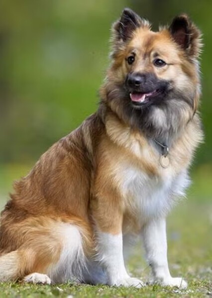 Icelandic Sheepdog