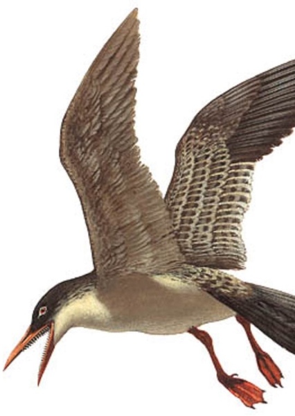 Ichthyornis photo