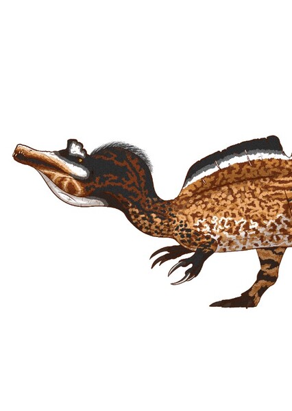 Ichthyovenator photo