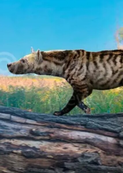 Ictitherium
