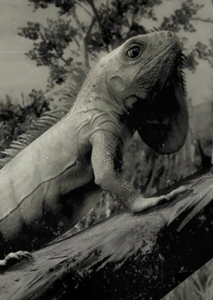 Iguana photo