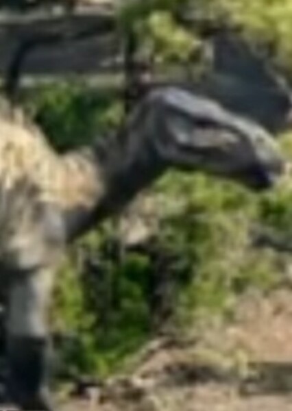 Iguanodon (Chased By Dinosaurs)