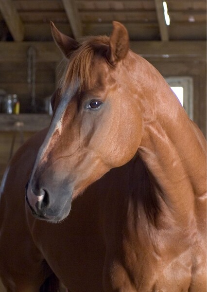 Ike the Horse (Charlotte's Web) photo