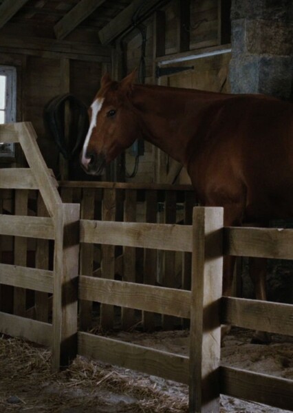 Ike the Horse (Charlotte's Web) photo