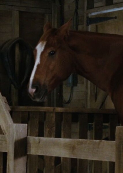 Ike the Horse (Charlotte's Web) photo