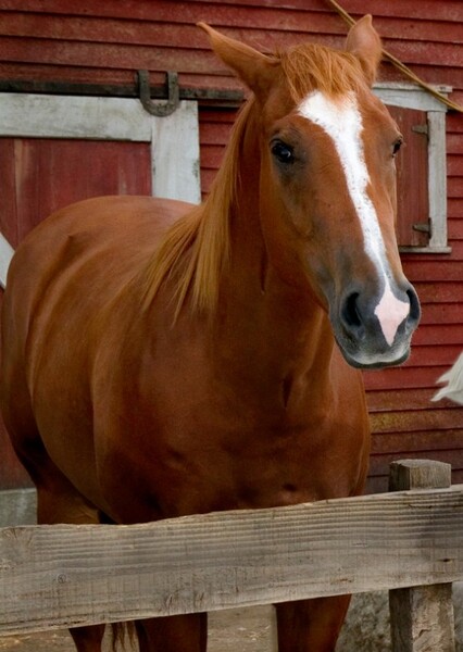 Ike the Horse (Charlotte's Web) photo