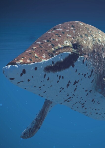 Incakujira