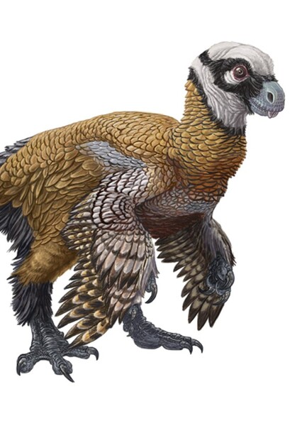 Incisivosaurus photo
