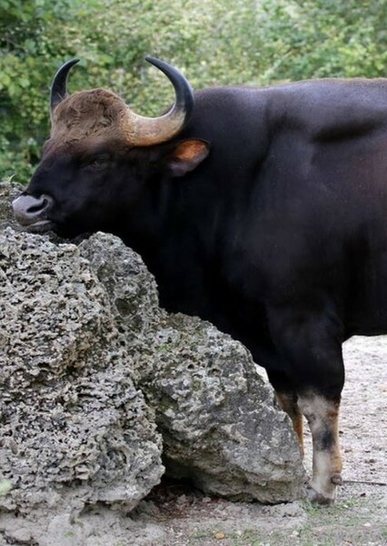 Indian Bison