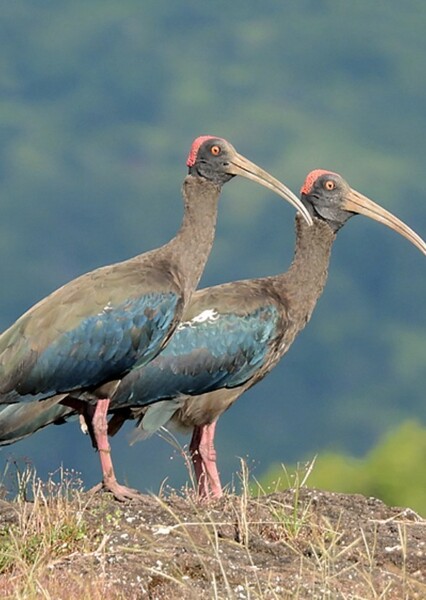 Indian Black Ibis