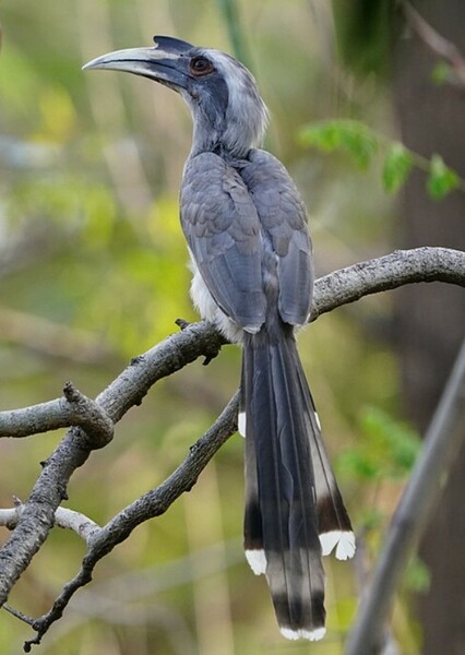 Indian grey hornbill