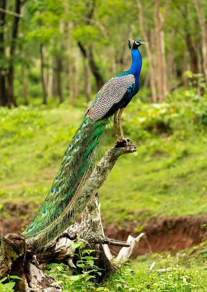Indian Peafowl