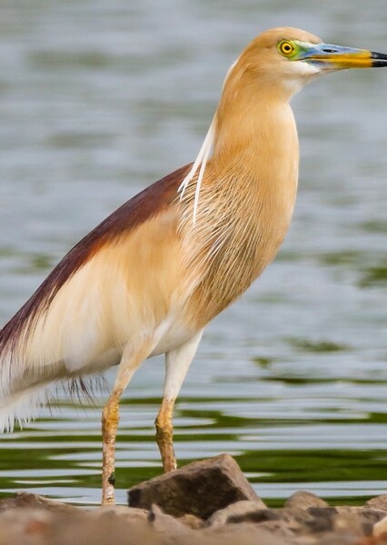 indian pond heron