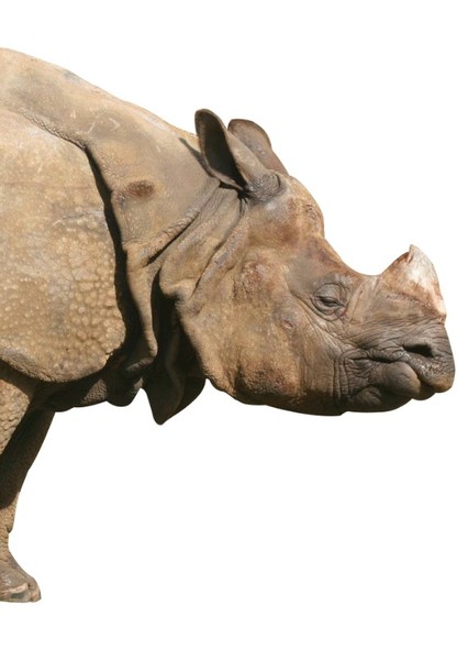 Indian Rhinoceros photo