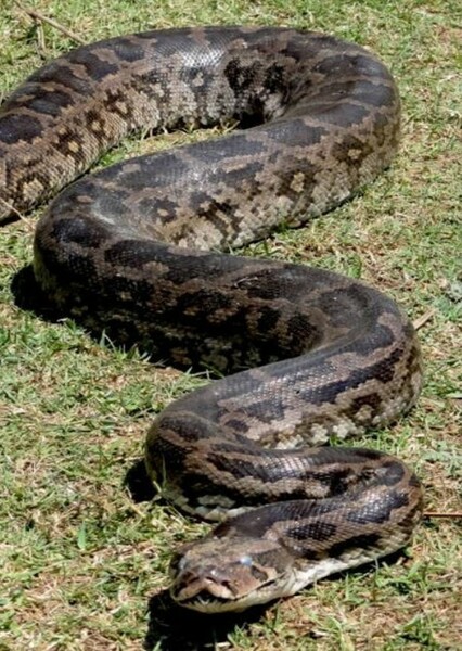 Indian Rock Python
