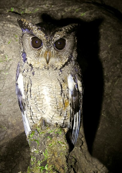 Indian Scops Owl