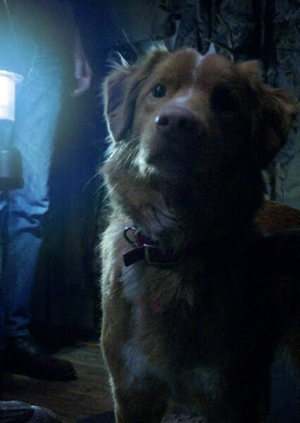 Indy (Dog)