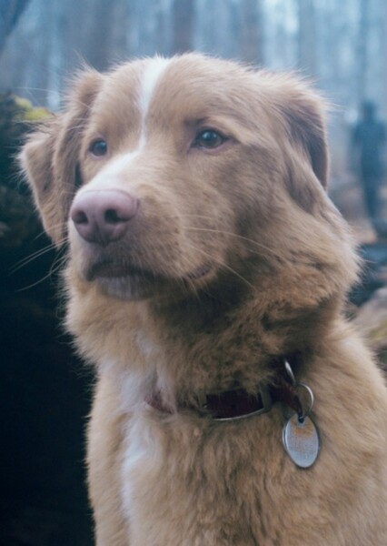 Indy (Dog)