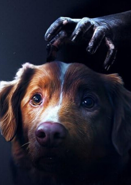 Indy (Good Boy) photo