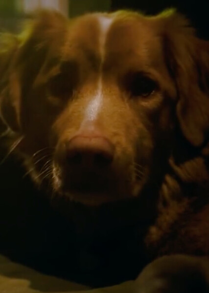 Indy (Good Boy) photo
