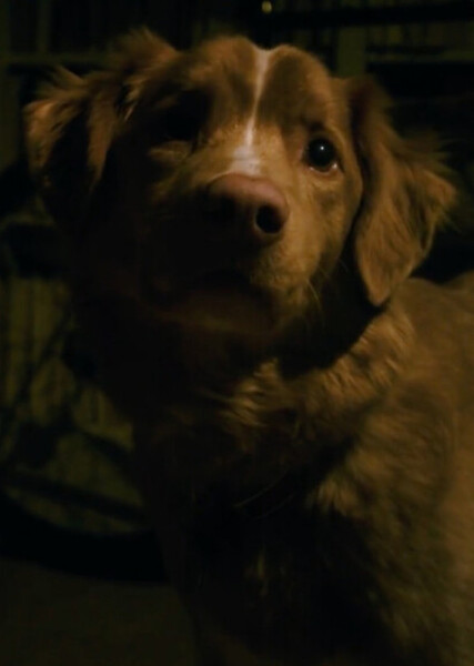 Indy (Good Boy) photo