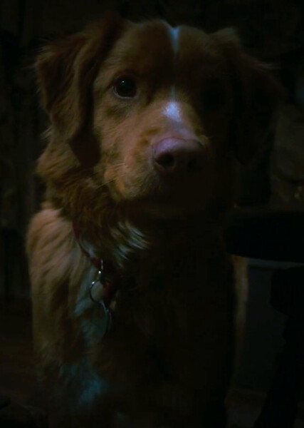 Indy (Good Boy) photo
